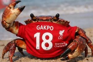 今日趣图：今天请别叫我神秘内切男，我是狼队MVP、右后卫加克波 配图