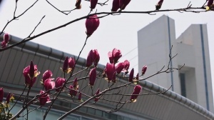 2026中超联赛第2轮 浙江俱乐部1-1上海申花 Match Day比赛日纪实 配图