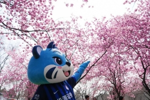 江城樱花季,邀您来看球! 配图