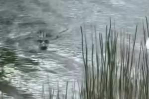 惊魂一刻!詹姆斯和布朗尼打高尔夫时遇到鳄鱼 硬着头皮去捡球 配图
