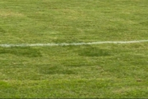 京媒：浙江队主帅阿洛伊西吐槽主场草皮，眼见为实确实不太理想 配图